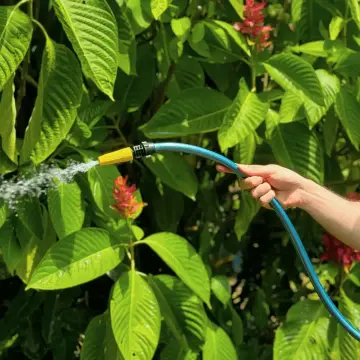 Pessoa regando plantas com a mangueira EcoPérola Mini azul oceano